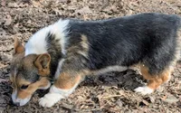 Our redheaded boy, a male Pembroke Welsh Corgi for sale in Winchester, VA – 3 of 5