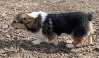 Our redheaded boy, a male Pembroke Welsh Corgi for sale in Winchester, VA – 5 of 5