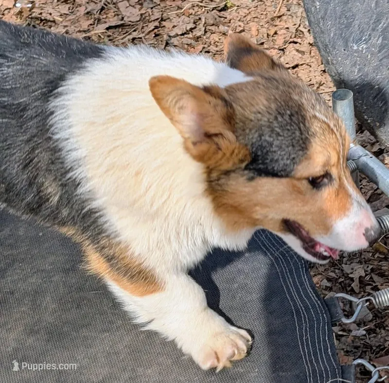 Our redheaded boy – Pembroke Welsh Corgi puppy for sale in Winchester, VA