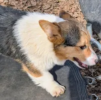 Our redheaded boy, a male Pembroke Welsh Corgi for sale in Winchester, VA – 1 of 5