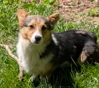 Our redheaded boy, a male Pembroke Welsh Corgi for sale in Winchester, VA – 7 of 10