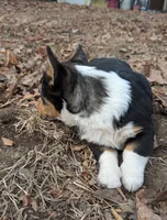 Sasha, a female Pembroke Welsh Corgi for sale in Winchester, VA – Photo 8 of 10