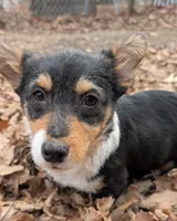 Sasha, a female Pembroke Welsh Corgi for sale in Winchester, VA – Photo 5 of 10