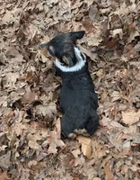 Sasha, a female Pembroke Welsh Corgi for sale in Winchester, VA – Photo 10 of 10