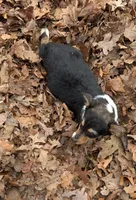Sasha, a female Pembroke Welsh Corgi for sale in Winchester, VA – Photo 6 of 10