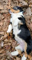 Sasha, a female Pembroke Welsh Corgi for sale in Winchester, VA – Photo 1 of 10