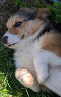 Our redheaded boy, a male Pembroke Welsh Corgi for sale in Winchester, VA – 2 of 10