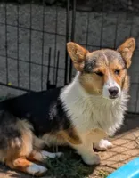 Our redheaded boy, a male Pembroke Welsh Corgi for sale in Winchester, VA – 5 of 10