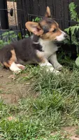 Heidi's boy, a male Pembroke Welsh Corgi for sale in Winchester, VA – 6 of 7