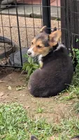 Heidi's boy, a male Pembroke Welsh Corgi for sale in Winchester, VA – 7 of 7