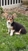 Heidi's boy, a male Pembroke Welsh Corgi for sale in Winchester, VA – 4 of 7