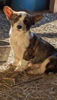 Pembroke, a male Cardigan Welsh Corgi and Pembroke Welsh Corgi for sale in Winchester, VA – Photo 1 of 7