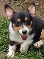 Hedis #1, a female Pembroke Welsh Corgi for sale in Winchester, VA – 7 of 8