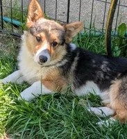 Our redheaded boy, a male Pembroke Welsh Corgi for sale in Winchester, VA – 1 of 10