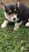 Hedis #1, a female Pembroke Welsh Corgi for sale in Winchester, VA – 8 of 8