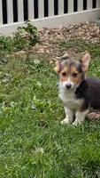 Heidi's boy, a male Pembroke Welsh Corgi for sale in Winchester, VA – 3 of 7