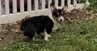 Hedis #1, a female Pembroke Welsh Corgi for sale in Winchester, VA – 3 of 8