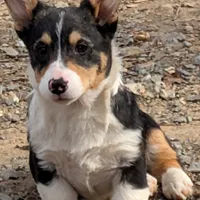Tank, a female Pembroke Welsh Corgi for sale in Winchester, VA – Photo 2 of 6