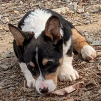 Tank, a female Pembroke Welsh Corgi for sale in Winchester, VA – Photo 4 of 6