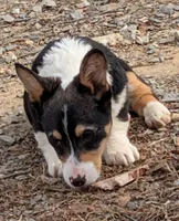 Tank, a male Pembroke Welsh Corgi for sale in Winchester, VA – Photo 4 of 6