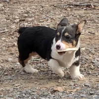 Tank, a female Pembroke Welsh Corgi for sale in Winchester, VA – Photo 1 of 6