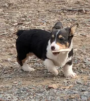 Tank, a male Pembroke Welsh Corgi for sale in Winchester, VA – Photo 1 of 6