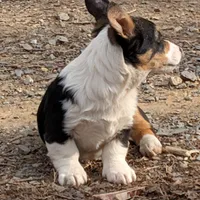Tank, a female Pembroke Welsh Corgi for sale in Winchester, VA – Photo 5 of 6