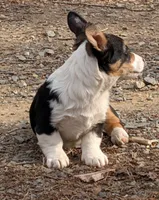 Tank, a male Pembroke Welsh Corgi for sale in Winchester, VA – Photo 5 of 6