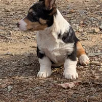 Tank, a female Pembroke Welsh Corgi for sale in Winchester, VA – Photo 6 of 6