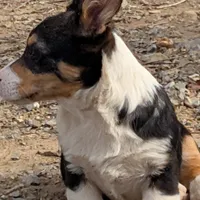 Tank, a female Pembroke Welsh Corgi for sale in Winchester, VA – Photo 3 of 6