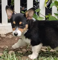 Hedis #1, a female Pembroke Welsh Corgi for sale in Winchester, VA – 5 of 8