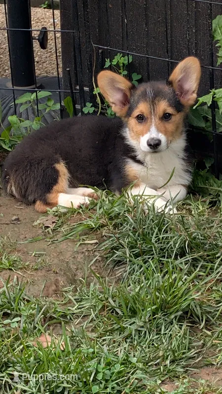 Heidi's boy – Pembroke Welsh Corgi puppy for sale in Winchester, VA