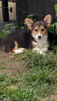 Heidi's boy, a male Pembroke Welsh Corgi for sale in Winchester, VA – 1 of 7