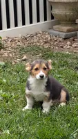 Heidi's boy, a male Pembroke Welsh Corgi for sale in Winchester, VA – 2 of 7