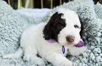 Purple, a female Aussiedoodle for sale in Georgetown, CA – 1 of 1