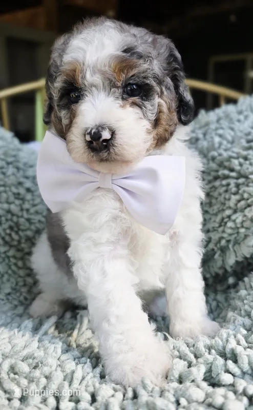 White – Aussiedoodle puppy for sale in Georgetown, CA