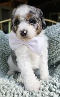 White, a female Aussiedoodle for sale in Georgetown, CA – 1 of 1