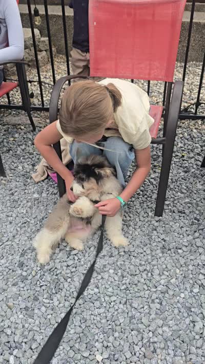 Batman, a male Aussiedoodle for sale in Georgetown, CA – 3 of 4