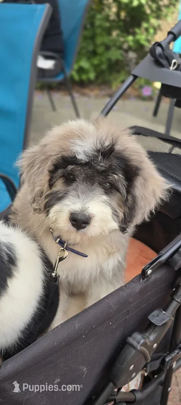 Batman – Aussiedoodle puppy for sale in Georgetown, CA