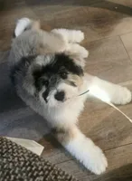 Batman, a male Aussiedoodle for sale in Georgetown, CA – 2 of 4
