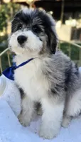 Batman, a male Aussiedoodle for sale in Georgetown, CA – 4 of 4