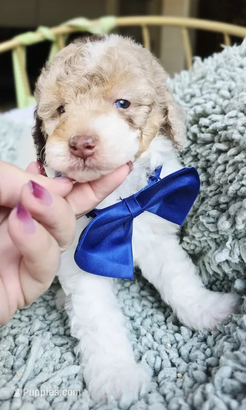 Blue – Aussiedoodle puppy for sale in Georgetown, CA