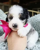 Pink, a female Aussiedoodle for sale in Georgetown, CA – 1 of 1