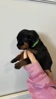 Green Male, a male Rottweiler for sale in Monroe, WI – 2 of 2