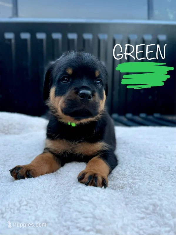 Green Male – Rottweiler puppy for sale in Monroe, WI