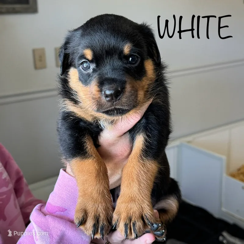 White Girl – Rottweiler puppy for sale in Monroe, WI