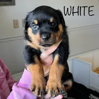 White Girl, a female Rottweiler for sale in Monroe, WI – 1 of 2