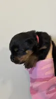 Pink Girl, a female Rottweiler for sale in Monroe, WI – 2 of 2