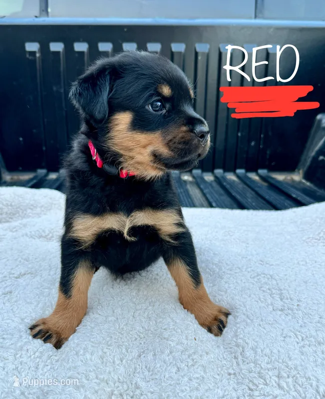 Red Male – Rottweiler puppy for sale in Monroe, WI