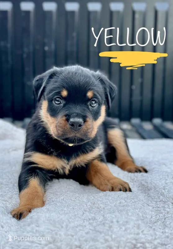 Yellow Girl – Rottweiler puppy for sale in Monroe, WI